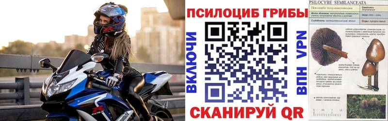 наркота  Ставрополь  Галлюциногенные грибы Psilocybe 