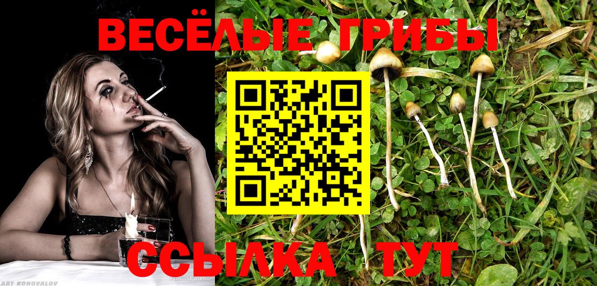 сколько стоит  Вход с VPN  Ставрополь  Галлюциногенные грибы мицелий  Галлюциногенные грибы Psilocybe 